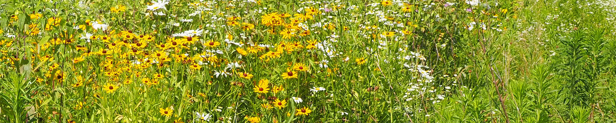 field of flowers